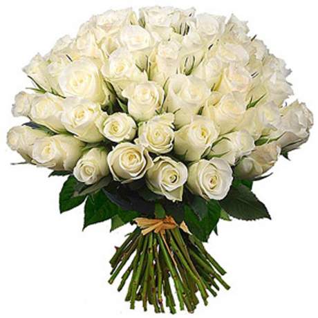 Букет 51 роза белого цвета (ЭКВАДОР)